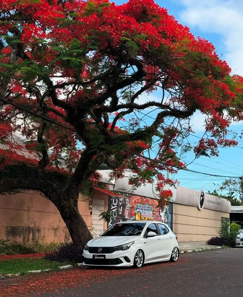 Fiat Argo branco rebaixado em paisagem natural Fiat Argo branco sob uma árvore com flores vermelhas